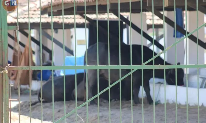 47ª Exposição de Animais de Surubim