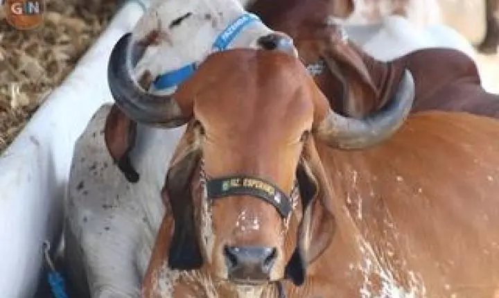 47ª Exposição de Animais de Surubim
